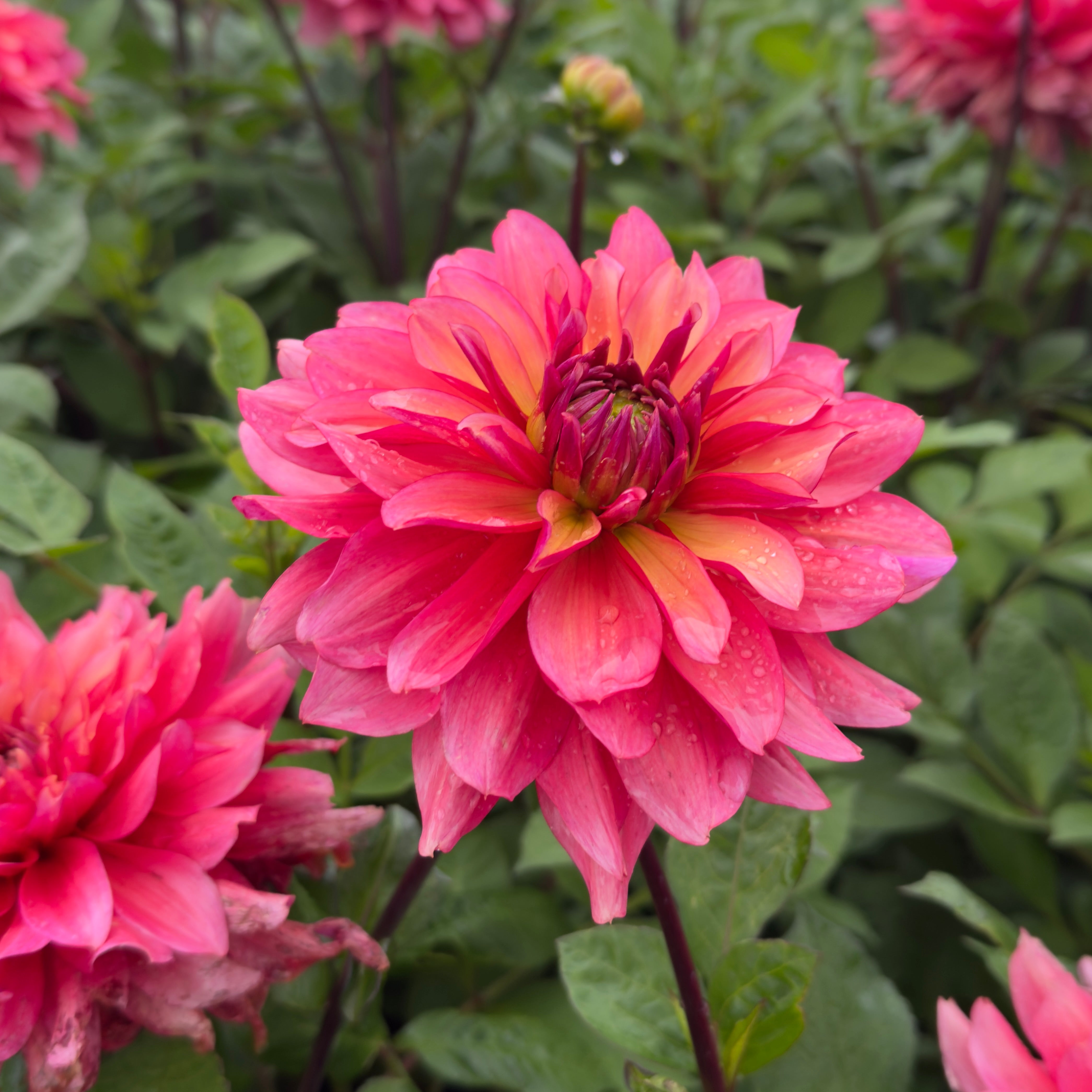 Dahlia 'BV's '